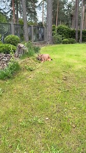 Pumba has a lot to say 🫣 | Pumba Caracal