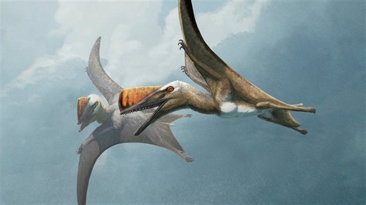 147-million-year-old fossil reveals ancient Earth's flying reptile