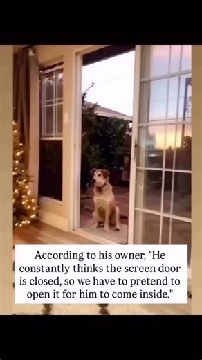 Kindness Paws on Instagram: "Honestly… this might be one of the cutest quirks I’ve ever heard. Imagine being so convinced by your own little routine that you won’t step inside the house unless someone gives you the “official permission” of opening an invisible door 🚪✨. He’ll stand there, waiting so patiently, looking up with those big eyes like, “Um, excuse me, can someone let me in please?”, even though the doorway is wide open! It’s such a simple thing, but it says so much about dogs. They tr