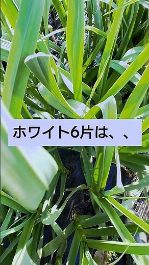 ある意味、ホワイト6片ニンニク栽培で一番楽しみにしていたニンニクの芽が出ないって本当ですか??🥴🥴#家庭菜園 #ニンニクの芽 #ニンニク栽培 #ニンニク #ホワイト6片 #shorts