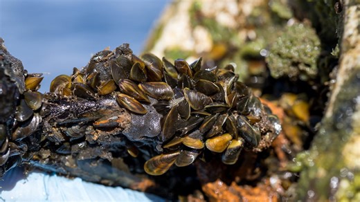 California waterway invaded by mussels, what the state plans to do about it