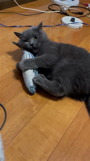 取れたてピチピチ - Fresh caught fish lol #うちつむ #猫 #ねこ #猫動画 #cat #cute #catlover #catcatchfish