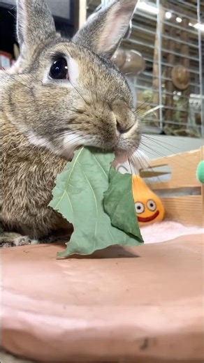 The rabbit is happily eating a dried Kudzu leaf❣️🍃🐰😋😁