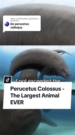 The Giant of the Sea: Perucetus Colossus