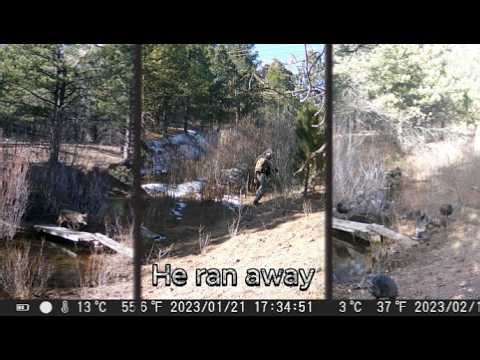 I left a game camera at a creek. You won't believe what I caught.