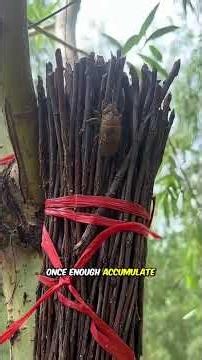What Are These Tiny Yellow Dots? 😱 Inside a Cicada Farm! #Shorts