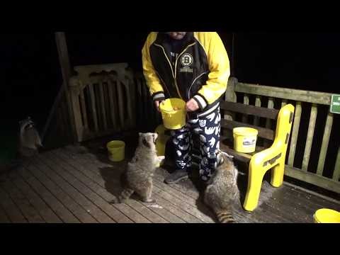 Friday few raccoon it is raining
