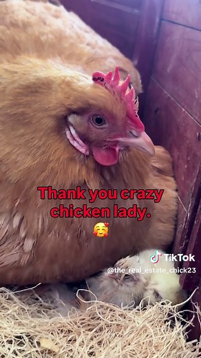 Mama Hen Barley Hatches 8 Chicks from 12 Eggs
