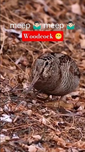 American Woodcock Meep Bird 🐦 | The Dancing #Meep #Bird #peent