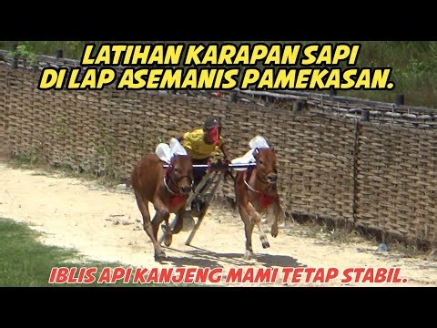 Latihan Karapan Sapi Di Lap Asemanis Pamekasan, Iblis Api Kanjeng Mami Tetap Stabil.