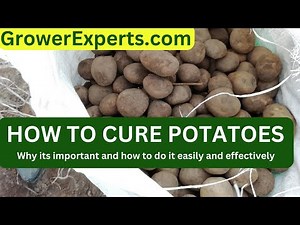 HOW TO CURE POTATOES AFTER HARVEST: why it's important and how to do it right #agriculture #farming
