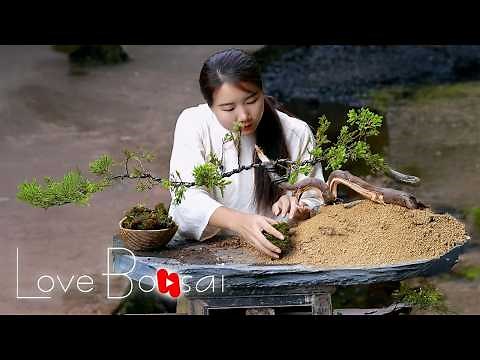 From large tree stumps to bonsai art #bonsai #lovebonsai