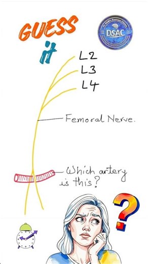Femoral nerve anatomy quiz, Femoral nerve divides into anterior and posterior division #shortsindia