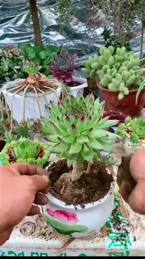 How to Repot Succulents: Step-by-Step Guide for Beginners