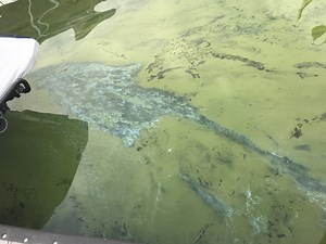 Lake Hopatcong may look clean, but toxic algae still lurks below the surface, state says