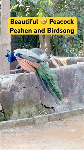 Peacock Peahen and birds sound #wildlifeentertainment #naturelovers #peacock #trending