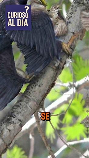 3.2K views · 68 reactions | 秊 “Animales prehistóricos que parecen...