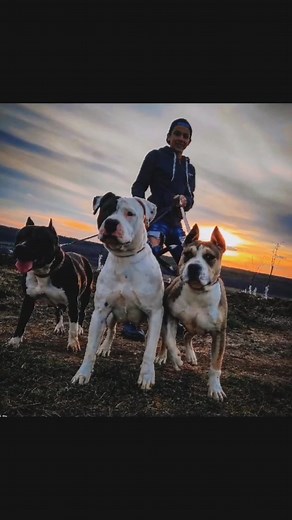 Câinele este acel cevacare te iubește mai mult ca pe el însuși #royal_Kim_staff_kennel #amstaffblue #amstafflove #dog #amstaff #fy #puppy