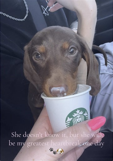 My best friend 🐶 #wienerdog #fyp #bestfriend #lifeline #makemefamous #puppylove