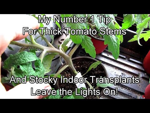 My #1 Tip for Growing Strong Stocky Indoor Tomato Transplants - No Legginess!: Two Minute TRG Tips