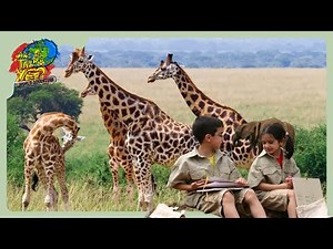 🦒 Unbelievable Giraffe Encounters in Africa: Feeding, Caring, and Learning! 🌍 | ‪@travelkidsTVSHow‬