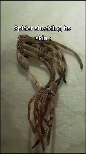 Watch a Huntsman Spider Shedding its Skin in Nature