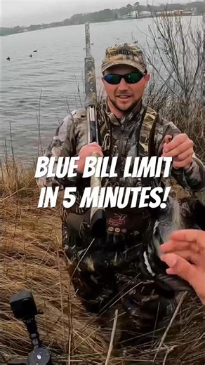 Blue Bill Limit: ✅ Full Hunt in Related #aceadventures #duckhunting #bluebill