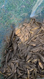 3.4M views · 12K reactions | Amazing Mixed Fish Catching In Village Bill | Daily Fishing Life | Facebook