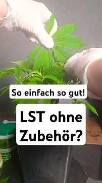 🍁 How does LST work? Simple guide to low-stress training WITHOUT ACCESSORIES. Cannabis plant cult...