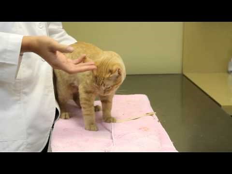 Why Won't an Old Cat Use the Litter Box? : Cats as Pets