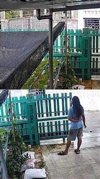 Petani Cemas Hujan #berkebun #garden