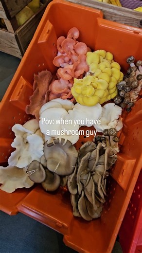 Tama Organic Life on Instagram: "We've got a mushroom guy(s). In fact, they are the best of guys! Who else harvests and delivers fresh mushrooms within 30 minutes? ✨️✨️ Today, we received fresh: 🍄‍🟫 Lions Mane 🍄‍🟫 White Oyster Mushrooms 🍄‍🟫 Pink Oyster Mushrooms 🍄‍🟫 Golden Oyster Mushrooms 🍄‍🟫 Aspen Oyster Mushrooms 🍄‍🟫 Coraltooth Mushrooms Stop by the store and pick up your favourite! #tamaorganiclife #capcanopymushrooms #organicmushrooms #mushroomguy #specialotyorganicproducestore"