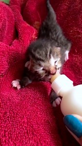 150K views · 7.2K reactions | Rescue kitten newborn cat 凉 #cat #cutecat #kitten #rescuecat #catlover | Republic Of Cat | Facebook