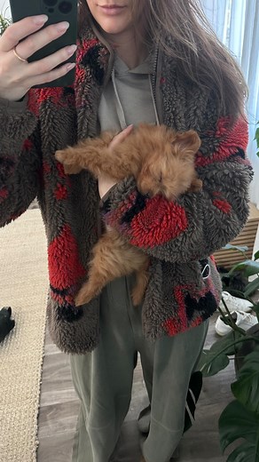 Honey | Pomapoo Puppy on Instagram: "Perfection is tiring 😴 #pomapoo #pomeranian #poodle #puppy #puppiesofinstagram #sleepingdogs #cute #fyp #poodlemix #honeythepomapoo"