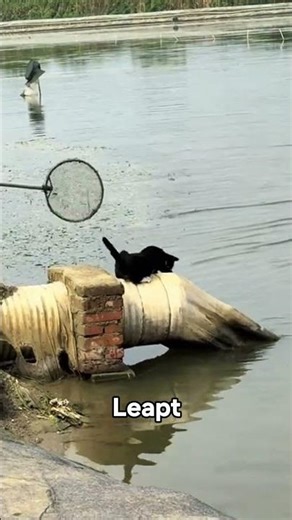 Unbelievable Cat vs Fish Moment! 🐟🐱 #Shorts