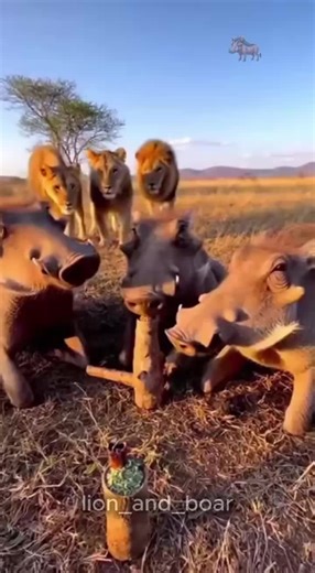 A hilarious moment between a lion and a wild boar.🤣✨️#lion #boar #tiktokfuny #tiktok