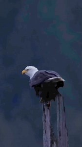 16K views · 57 reactions | "Revitalize and refresh with our luxurious hair treatments—your perfect step towards healthier, more vibrant locks!" #GroomingGoals#hairwash #hairtreatment #care #beard #lavish #saloon #fashion | Lavish Men's Salon | Facebook