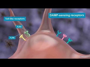 Neuroinflammation in Alzheimer’s Disease
