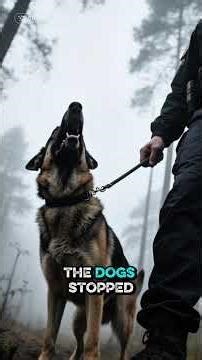 Weirdest Disappearance in Pennsylvania Woods! 🕵️‍♂️