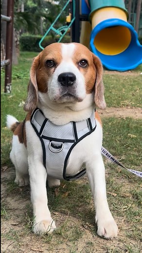 46K views · 1.5K reactions | Mystery unlocked (Dog and baby, dog mom, funny , relatable) | Doodle | Facebook