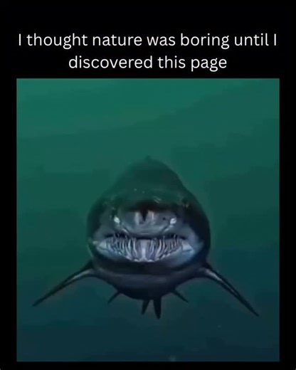 Explicando lá naturaleza | Meet the Sand Tiger Shark — rocking a mouthful of jagged teeth like it’s auditioning for a villain role 🎭🦈. But don’t judge this ocean... | Instagram