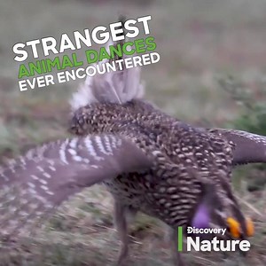 300K views · 38 reactions | It’s in our nature. Discovery is bringing the world to your newsfeed. | Discovery | Facebook