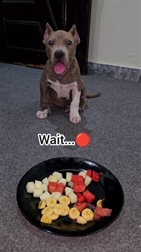 Trump’s Fruit Party! 🍌🍉 American Bully ASMR Eating #americanbully #cutedog #dogshorts