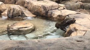 29K views · 1.2K reactions | We can’t blame Otaru for wanting to take a dip! #FromACurator  Danielle Fogarty | Lincoln Park Zoo | Facebook