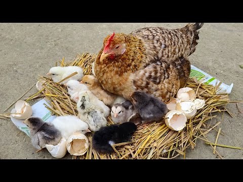 Beautiful Broody Hen Hatching 13 chicks - Hatch Chicks at Home 🐣 Egg Hatching, Hen Chick Pet Chicken