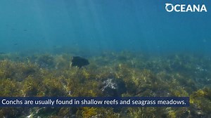 DID YOU KNOW? Conch shells are home to large sea snails, called conchs. 🐚 Learn more: https://bit.ly/3L2bLR0 | Oceana
