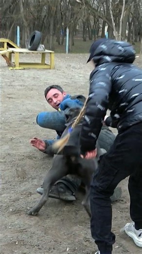 😮Cane Corso's Powerful Attack. #GUARDODESSA Guard Dog Training. Odessa, Ukraine.