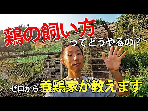 鶏の飼い方を養鶏家が丁寧に解説！ゼロから全てお教えします【自然卵養鶏法】