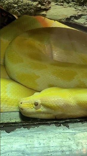 albino Burmese Python #20foot #python #florida #petshub