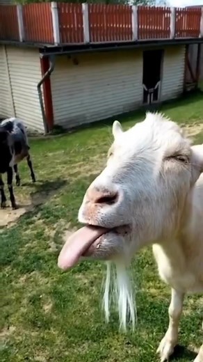 Funny Goat Videos Compilation on TikTok